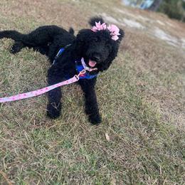 London - Goldendoodle