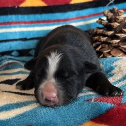 Duke - Black tri male Miniature Australian Shepherd puppy in Lebanon, Oregon from Two Pines Mini Aussies