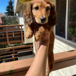 White - Red female Dachshund puppy in Federal Way, Washington from TopTeckel Kennels
