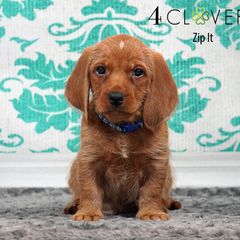 Zip It - Red wheaten male Basset Fauve de Bretagne puppy in Carlisle, Pennsylvania from 4 Clovers Kennel