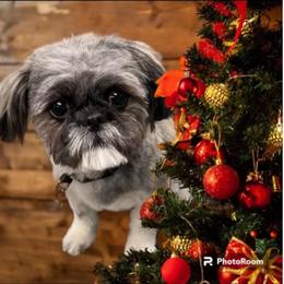 Shih Tzu Puppies from Grandma Ts Precious Puppies