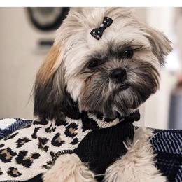 honey - Shih Tzu