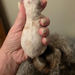 Girl 1 - Parti female Poodle puppy in Louisville, Mississippi from Cindy's Poodles