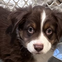 Boy 3 - Red Miniature Australian Shepherd puppy in Corydon, Indiana from Arbuckle’s Lookin Good Aussies (LGA)