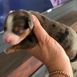 Blue merle male - Blue merle male Bernedoodle puppy in Lincoln, Nebraska from GRand Doodles