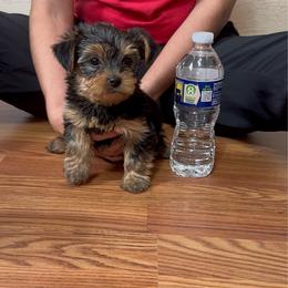 Girl 3 - Black and tan female Yorkshire Terrier puppy in Brackenridge, Pennsylvania from Russell Puppies