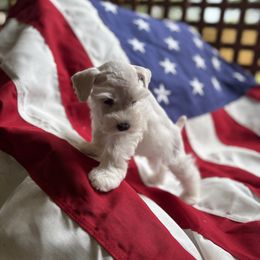 Leilani-red - White female Miniature Schnauzer puppy in Littleton, Colorado from Wahl 2 Wahl Schnauzers