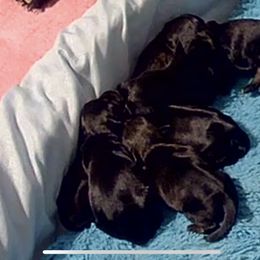Girl 2 - female Miniature Schnauzer puppy in San Jose Area, California from Gargola's Miniature Schnauzers