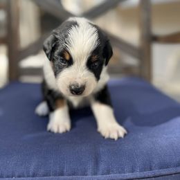 Australian Shepherd Puppies from J&J Aussies