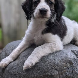 Companion Cross Puppies from Mandala Dogs