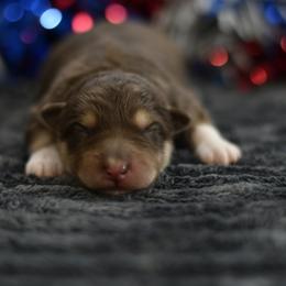 Crackle - Red and white female Alaskan Malamute puppy in Kingston, Tennessee from North Shore Alaskan Malamutes