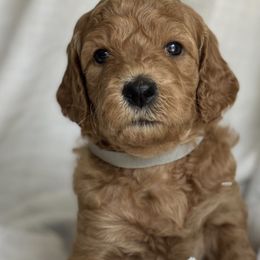 Goldendoodles from Libby Lou’s Goldendoodles