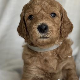 Goldendoodles from Libby Lou’s Goldendoodles