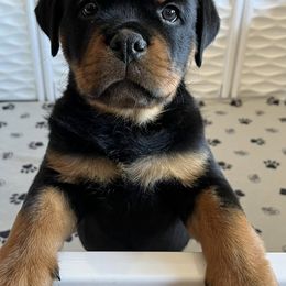 Rottweilers from Powerhauz