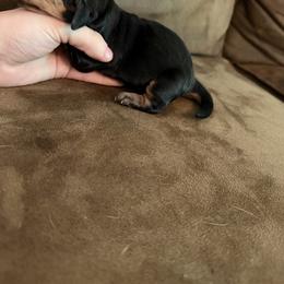 Sophia - Black tan and white female Basset Hound puppy in Letcher, Kentucky from Hackers Appalachian Basset Hounds