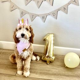 Goldendoodle All Grown Up from Goldendoodle AZ