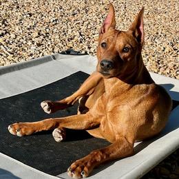 Annabelle - German Pinscher