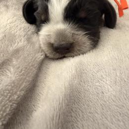 Exes Orange boy - Black white and tan male English Springer Spaniel puppy in Cleburne, Texas from Powers English Springer Spaniels