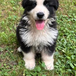Panda female 2 - Panda female German Shepherd puppy in Lordstown, Ohio from Jewels German Shepherd