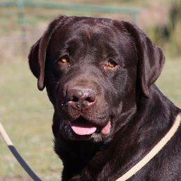 Ups - Labrador Retriever