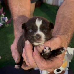 Digger - Chocolate male Pomsky puppy in Spring Hill, Florida from PDQ Pomskies