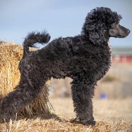 Lark - Black male Poodle puppy in Peyton, Colorado from Fuzzybottoms Ranch LLC