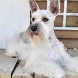 Jasmine - Miniature Schnauzer