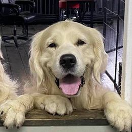 Golden Retrievers from All 4 Paws of Pheasant Run