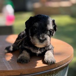 Grey collar - Black and silver female Miniature Schnauzer puppy in Brownwood, Texas from Texas Dreams Mini Schnauzers