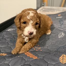 HARRY - Red  male Poodle puppy in Wentworth, South Dakota from PaintersPreciousPoodles
