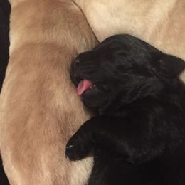Labrador Retriever Puppies from Sandra Wolfe