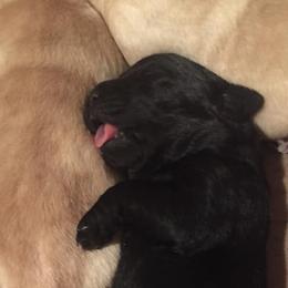 Labrador Retriever Puppies from Sandra Wolfe