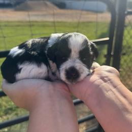 Loretta -Green collar girl - Parti female Miniature Schnauzer puppy in Oneonta, Alabama from Murphree Valley Kennels