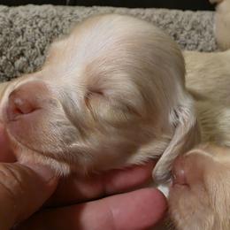 Cream dapple piebald baby boy blue 3700 blue eye - Cream male Dachshund puppy in Lexington, Oklahoma from Long Doggy Acres Miniature Dachshunds