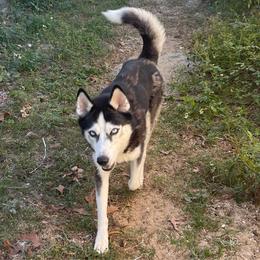 Belle - Siberian Husky