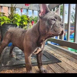 PrettyBoy Blue - Blue fawn male French Bulldog puppy in Cincinnati, Ohio from Sun City Kennels