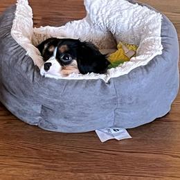 Page - Cavalier King Charles Spaniel