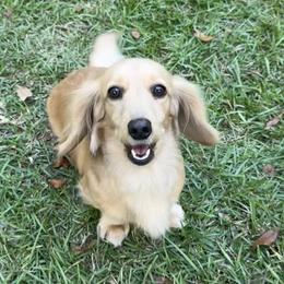 Honey - Dachshund
