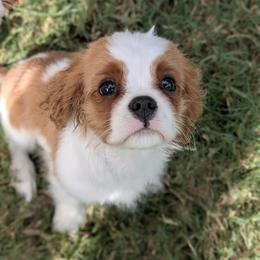 Cavalier King Charles Spaniel Puppies from Ohana Cavaliers