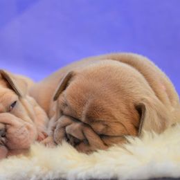French Bulldog Puppies from DeSollar French Bulldogs