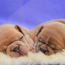 French Bulldog Puppies from DeSollar French Bulldogs