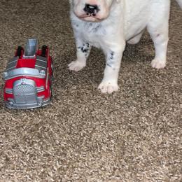 Dalmatian Puppies from Clarks 101 Dalmatians