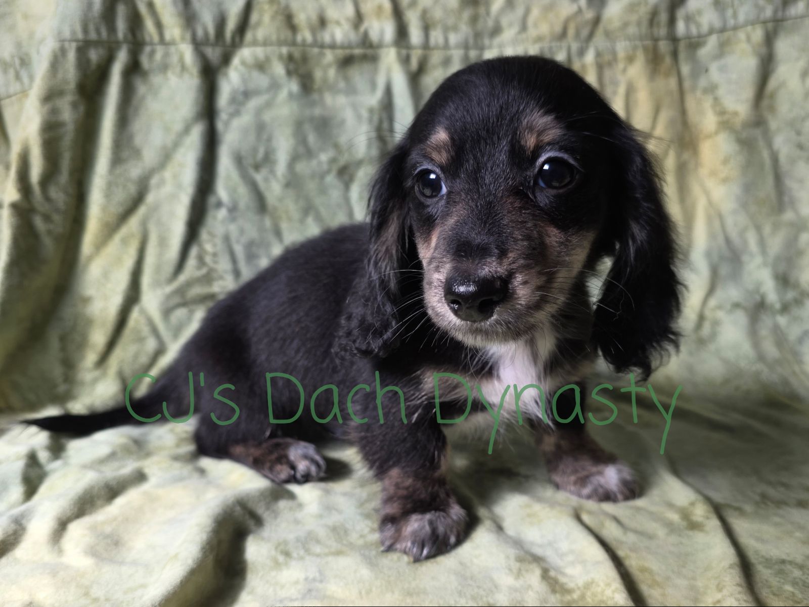 ACE 2200 - Black and cream male Dachshund puppy in Gatesville, Texas from CJ's Dach Dynasty