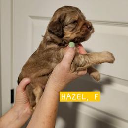 Hazel, Yellow collar - Brown female Cockapoo puppy in Pell City, Alabama from FurEver Young Kennels