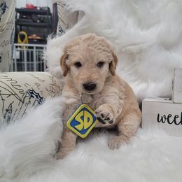 Goldendoodle Puppies from Grosenbacher Goldendoodles