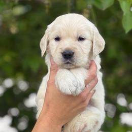 Purple Collar Girl - Light golden female Golden Retriever puppy in Utah from Deseret Peak Goldens