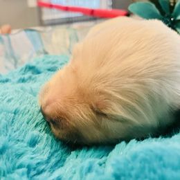 Golden Retriever Puppies from English Cream Goldens in Georgia