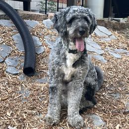 Chewie - Bernedoodle