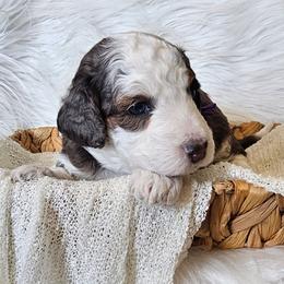 Aura - Merle female Bernedoodle puppy in Decatur, Georgia from So Adoodable
