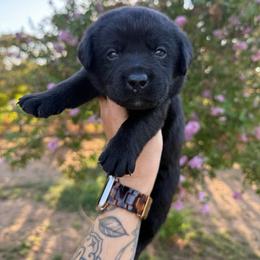 Girl 1 - Black female Labrador Retriever puppy in Escalon, California from Honeyfield Retrievers
